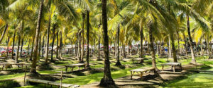 coconut-market04