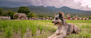 huay01