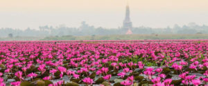 redlotus01