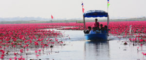 redlotus02