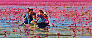 redlotus03