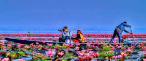 redlotus05