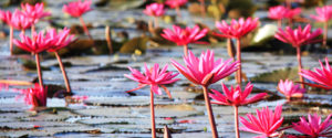 redlotus06