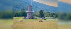 Chiang,Mai,,Thailand,-,January,12,,2023,Meadow,With,Windmill